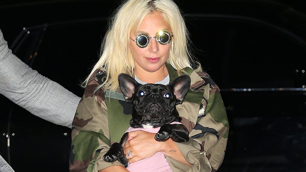 Verdacht, dass Lady Gagas Hundeausführer versehentlich aus dem Gefängnis entlassen wurde