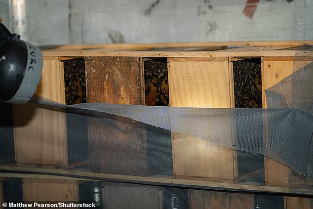 Eine Taschenlampe leuchtet auf, während ein Imker den Zustand gestrandeter Bienen überprüft.  Die überwiegende Mehrheit der Bienen starb in der Hitze, aber mehrere Tausend wurden gerettet