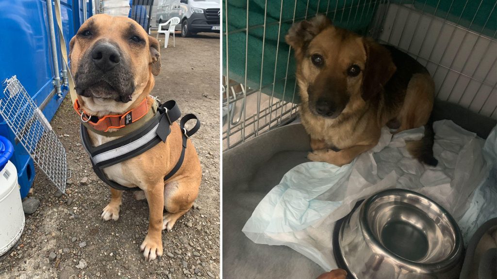 Eine Tierschutzorganisation sagt, dass mehr als 100 Tierheimhunde, die den Hungertod in der vom Krieg heimgesuchten Ukraine überlebt haben, an der polnischen Grenze weggezogen sind