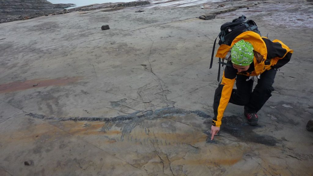 Lernen Sie „Fiona“ kennen, eine trächtige Fischsaurierin, die älteste Meeresreptilmutter in Chile