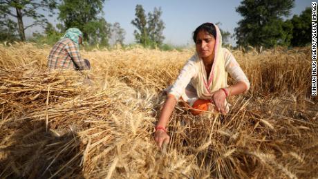 Indien hat angeboten, bei der Lösung der globalen Nahrungsmittelkrise zu helfen.  Hier ist der Grund für seinen Niedergang
