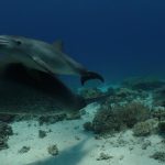Eine Studie legt nahe, dass Delfine die heilenden Eigenschaften von Korallenriffen nutzen