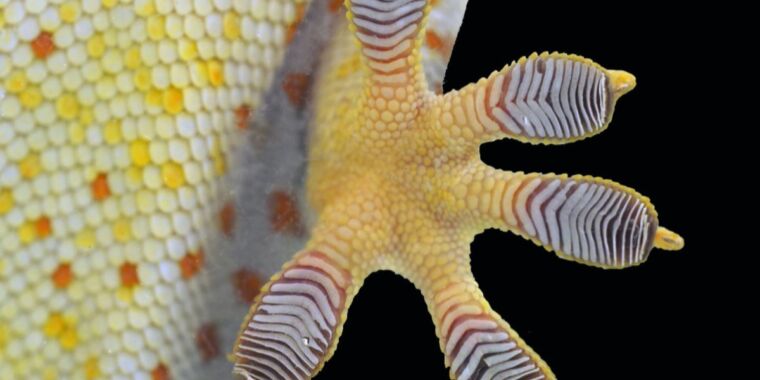 Wissenschaftler gewinnen eine neue Vorstellung vom Geheimnis, wie klebrige Geckofüße bleiben