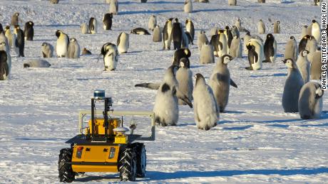 Ein Roboter lebt in einer Pinguinkolonie in der Antarktis.  Sie versucht, sie zu retten