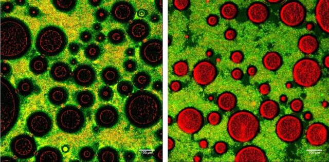 Mikroskopische Aufnahmen von weichem (links) und hartem (rechts) Schaum.  Die grün/gelben Regionen sind Netzwerke aus Bakterien und Milcheiweiß. 